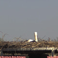 15_10-mast.jpg