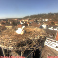 15_15-nest.jpg