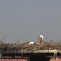 15_20-mast.jpg