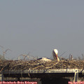 15_35-mast.jpg