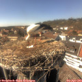 15_40-nest.jpg