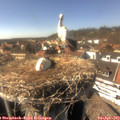 15_50-nest.jpg
