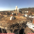 15_55-nest.jpg