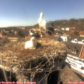 16_00-nest.jpg