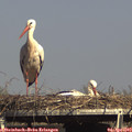 16_05-mast.jpg