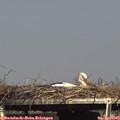16_10-mast.jpg