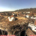 16_20-nest.jpg