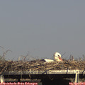 16_25-mast.jpg