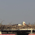 16_30-mast.jpg