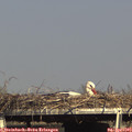 16_35-mast.jpg