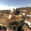 16_40-nest.jpg