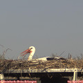 16_55-mast.jpg