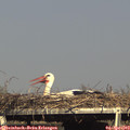 17_00-mast.jpg