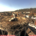 17_05-nest.jpg