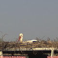 17_15-mast.jpg