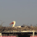 17_20-mast.jpg