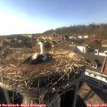 17_30-nest.jpg