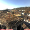 17_35-nest.jpg