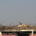 17_40-mast.jpg