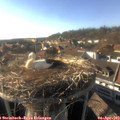 17_40-nest.jpg