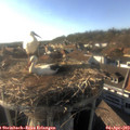 17_55-nest.jpg
