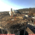 18_00-nest.jpg