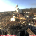 18_05-nest.jpg