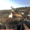 18_25-nest.jpg