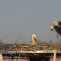 18_30-mast.jpg
