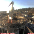 18_30-nest.jpg