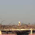 18_50-mast.jpg