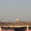 18_55-mast.jpg