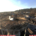 18_55-nest.jpg