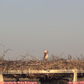 19_00-mast.jpg