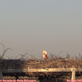 19_10-mast.jpg