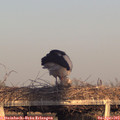 19_15-mast.jpg