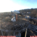 19_20-nest.jpg