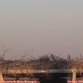 19_30-mast.jpg