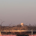19_35-mast.jpg