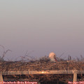 19_40-mast.jpg