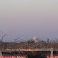 19_45-mast.jpg
