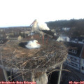 06_55-nest.jpg