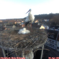 07_10-nest.jpg