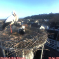 07_30-nest.jpg
