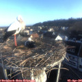 07_35-nest.jpg