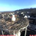 07_50-nest.jpg