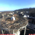 07_55-nest.jpg