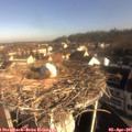 08_50-nest.jpg