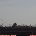 09_30-mast.jpg