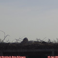 09_45-mast.jpg